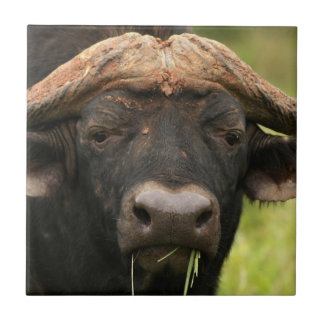 Water Buffalo Tile