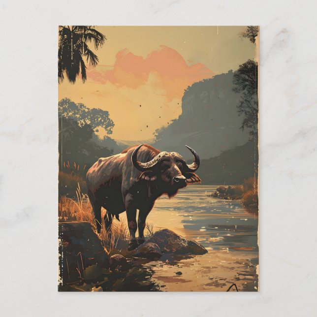 Water Buffalo vintage Postcard (Front)