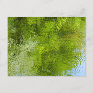 Water Bugs at Laurel Hill State Park Postcard