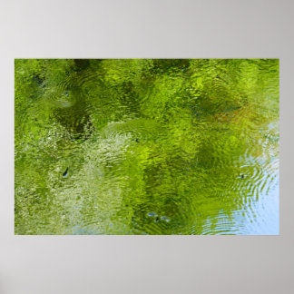 Water Bugs at Laurel Hill State Park Poster