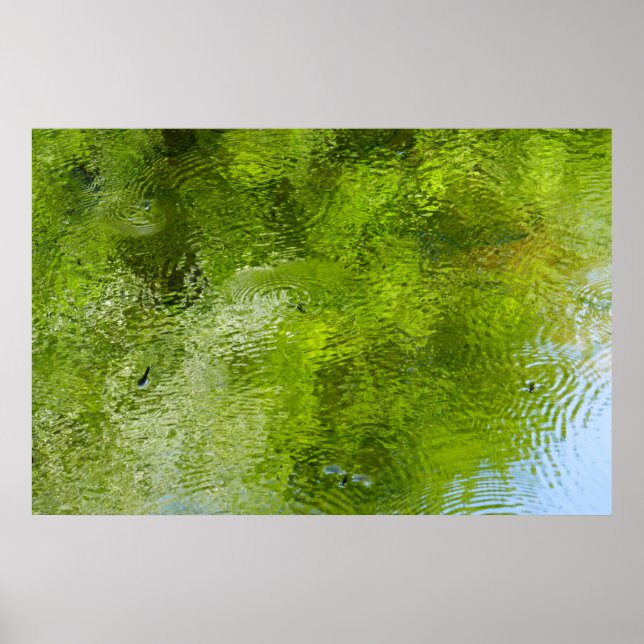 Water Bugs at Laurel Hill State Park Poster (Front)