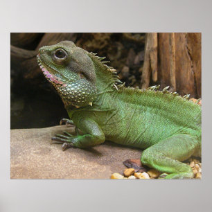 Water Dragon  Poster