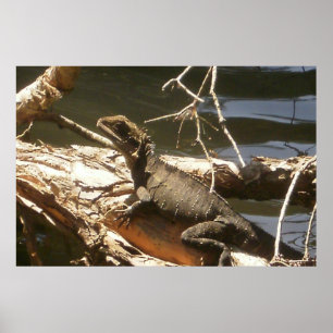 Water Dragon Poster
