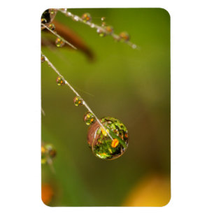 Water Droplet Close Up Magnet