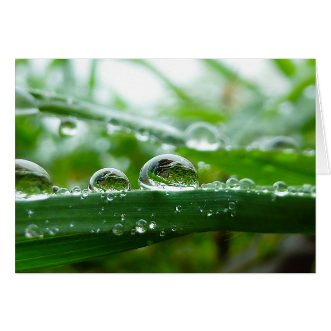Water droplet on grass leaf (Front Horizontal)