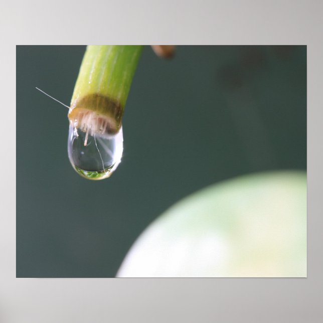 Water Droplet Poster (Front)
