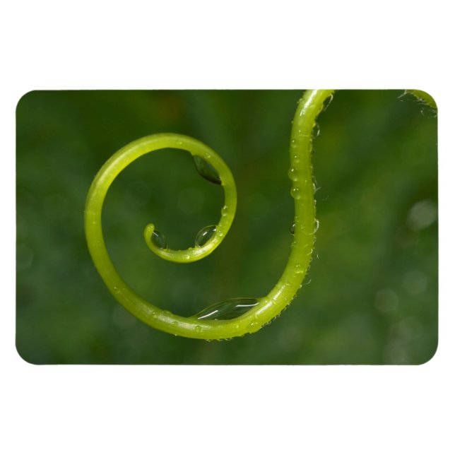 Water Droplets On A Vine Magnet (Horizontal)