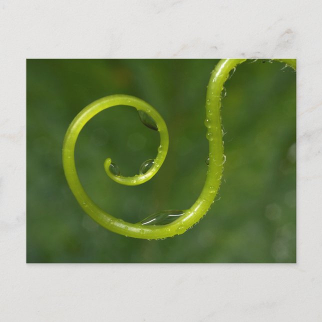 Water Droplets On A Vine Postcard (Front)