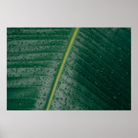 Water droplets on banana leaf