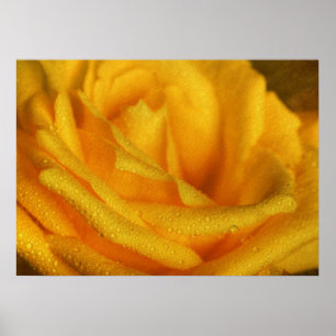 Water Droplets on Elegant Yellow Rose Poster