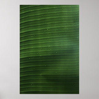 Water droplets on green leaf poster