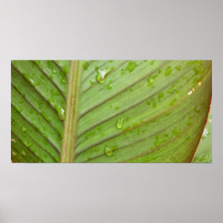 Water Drops on Leaf Photo Poster