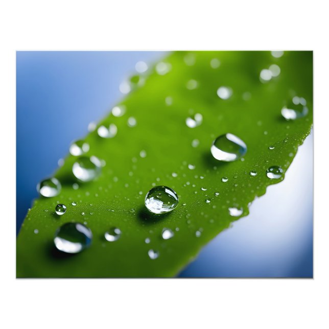 Water drops on leaves photo print (Front)