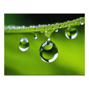 Water drops on leaves photo print
