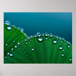 Water drops on leaves poster