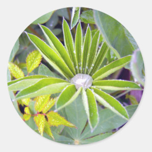 Water Filled Lupine Leaves Sticker