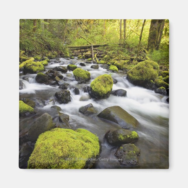 Water Flowing By Moss Covered Rocks In A Stream Magnet (Front)