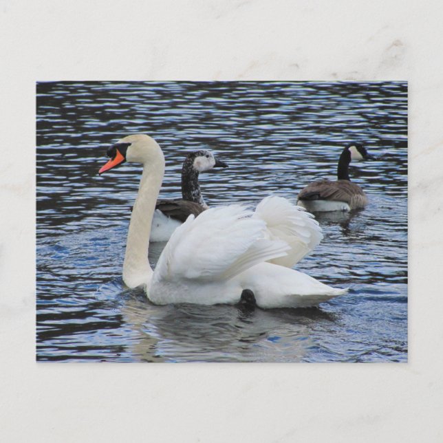 Water Fowl ~ postcard (Front)