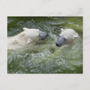 Water Fun Polar Bears Postcard
