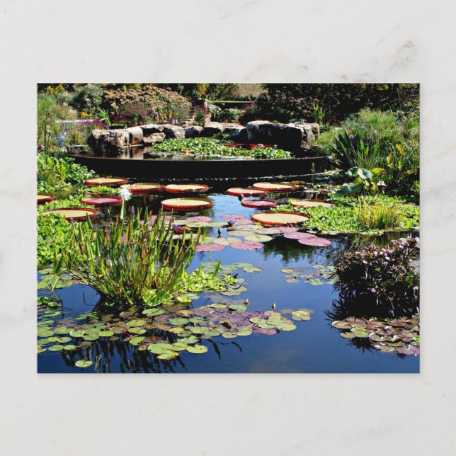 Water Garden Postcard (Front)