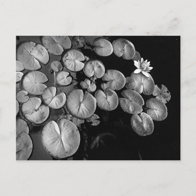 Water garden,postcards postcard (Front)