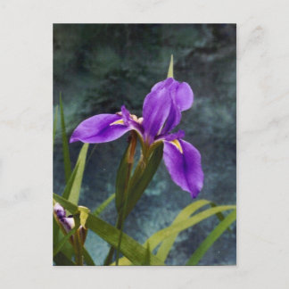 Water Iris Postcard