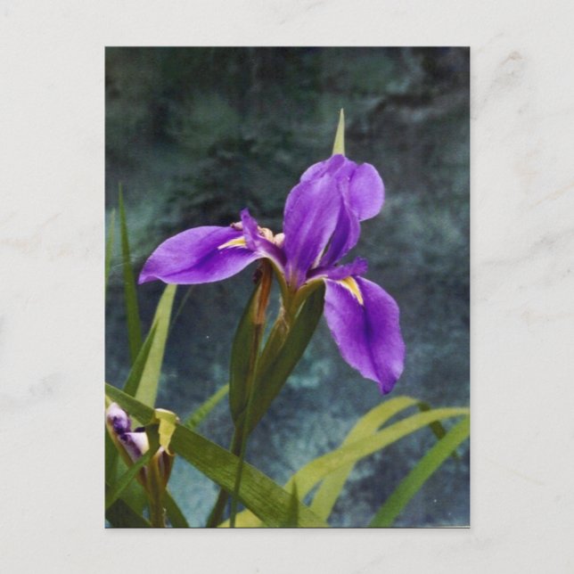 Water Iris Postcard (Front)