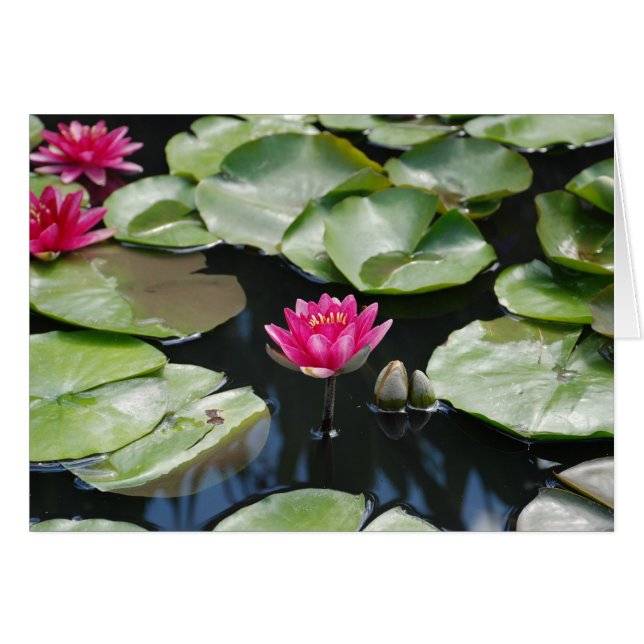 water lilies (Front Horizontal)
