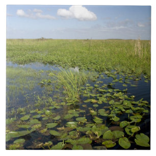 Water lilies and sawgrass in Florida everglades 2 Tile