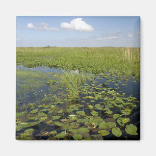 Water lilies and sawgrass in Florida everglades Magnet