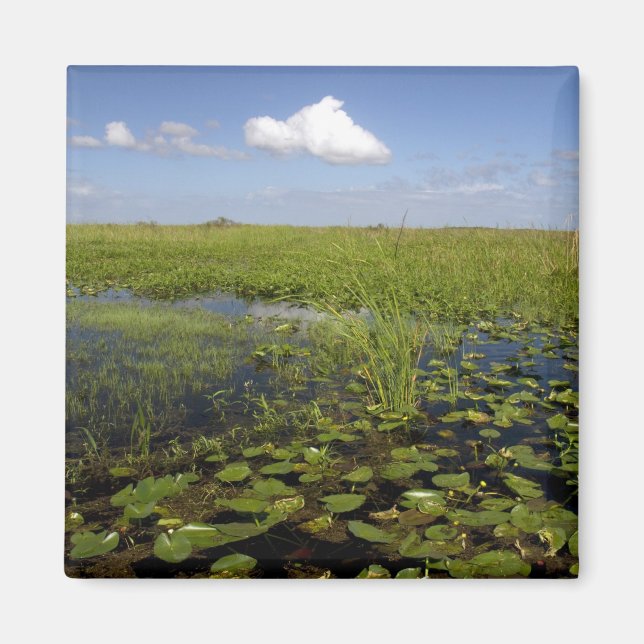 Water lilies and sawgrass in Florida everglades Magnet (Front)