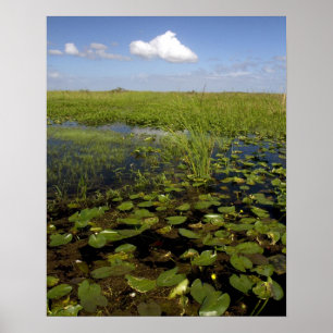 Water lilies and sawgrass in Florida everglades Poster