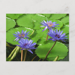 Water lilies card