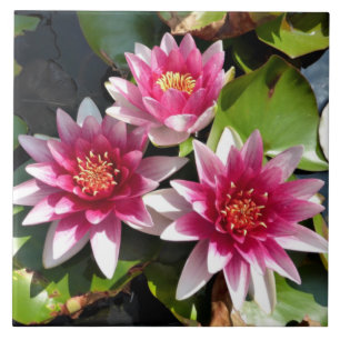 Water Lilies in bloom Tile