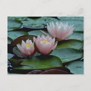 Water Lilies In Pink Postcard