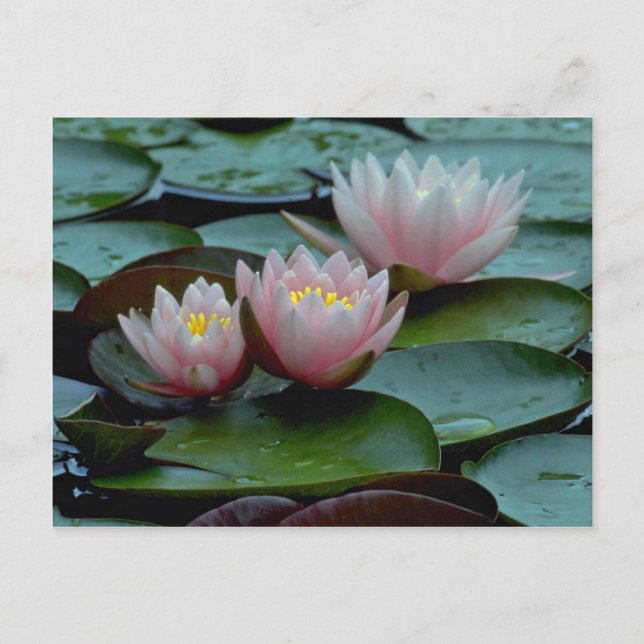 Water Lilies In Pink Postcard (Front)