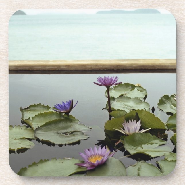 Water lilies in pond by ocean coaster (Front)