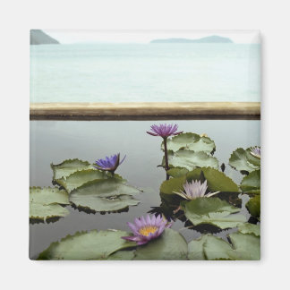 Water lilies in pond by ocean magnet