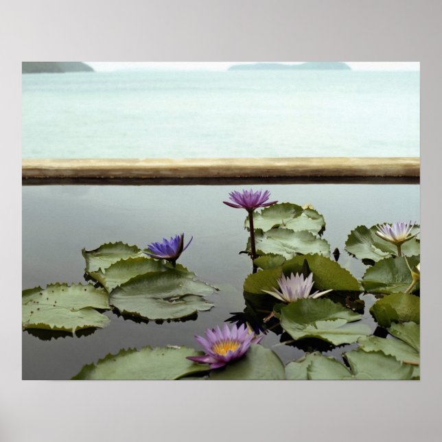 Water lilies in pond by ocean poster (Front)