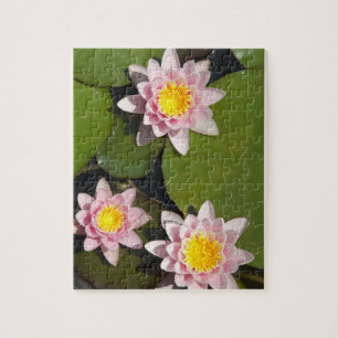 Water lilies jigsaw puzzle