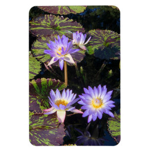 Water Lilies Magnet