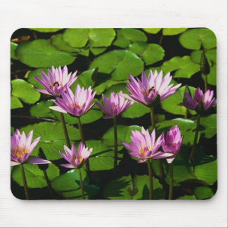 Water lilies mouse pad