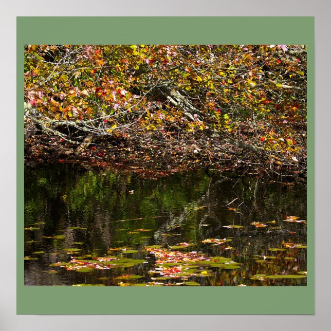 Water Lilies Photo Poster (Front)