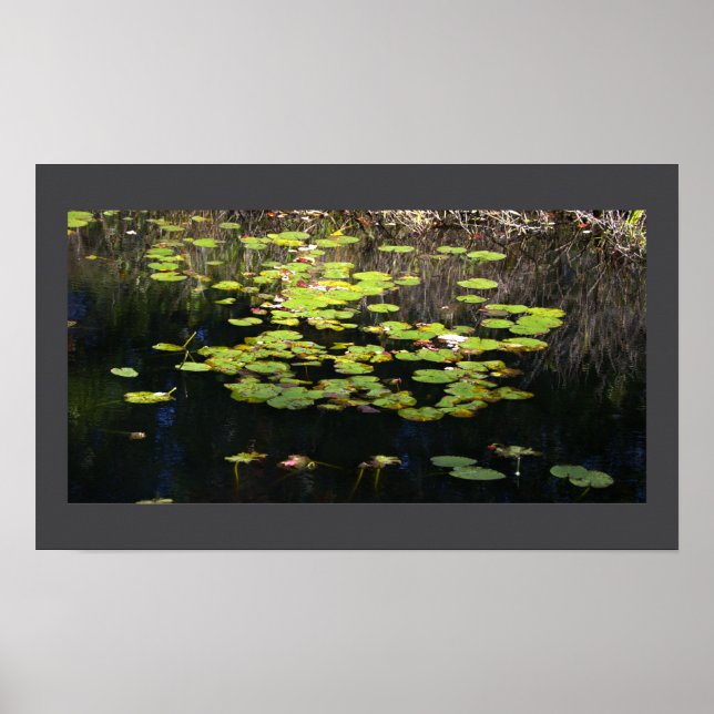 Water Lilies Photo Poster (Front)