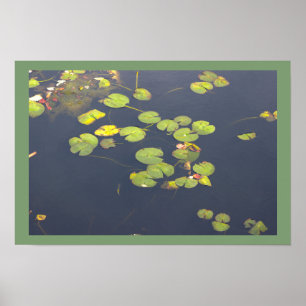 Water Lilies Photo Poster