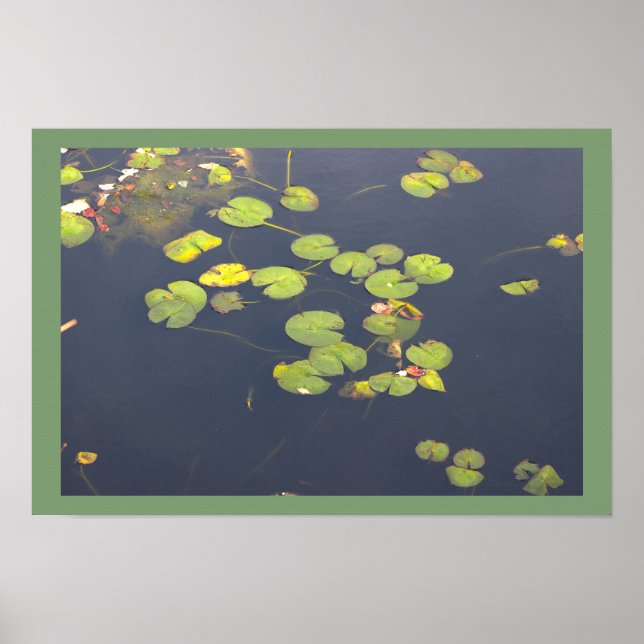 Water Lilies Photo Poster (Front)