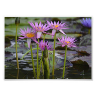 Water Lilies! Photo Print