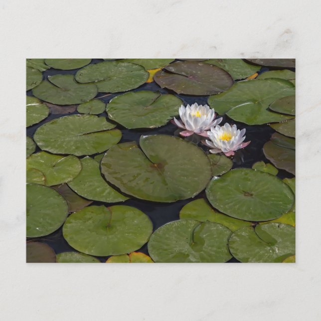 WATER LILIES POSTCARD (Front)