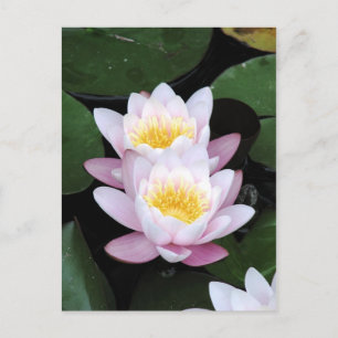 Water Lilies Postcard