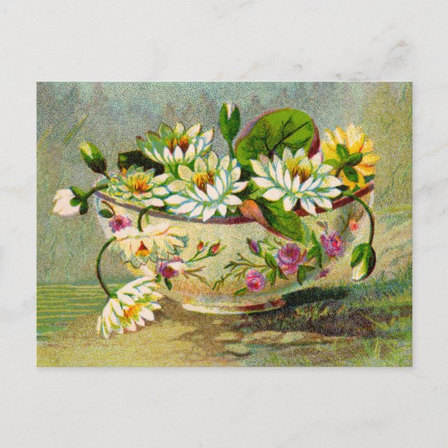 Water Lilies Postcard (Front)